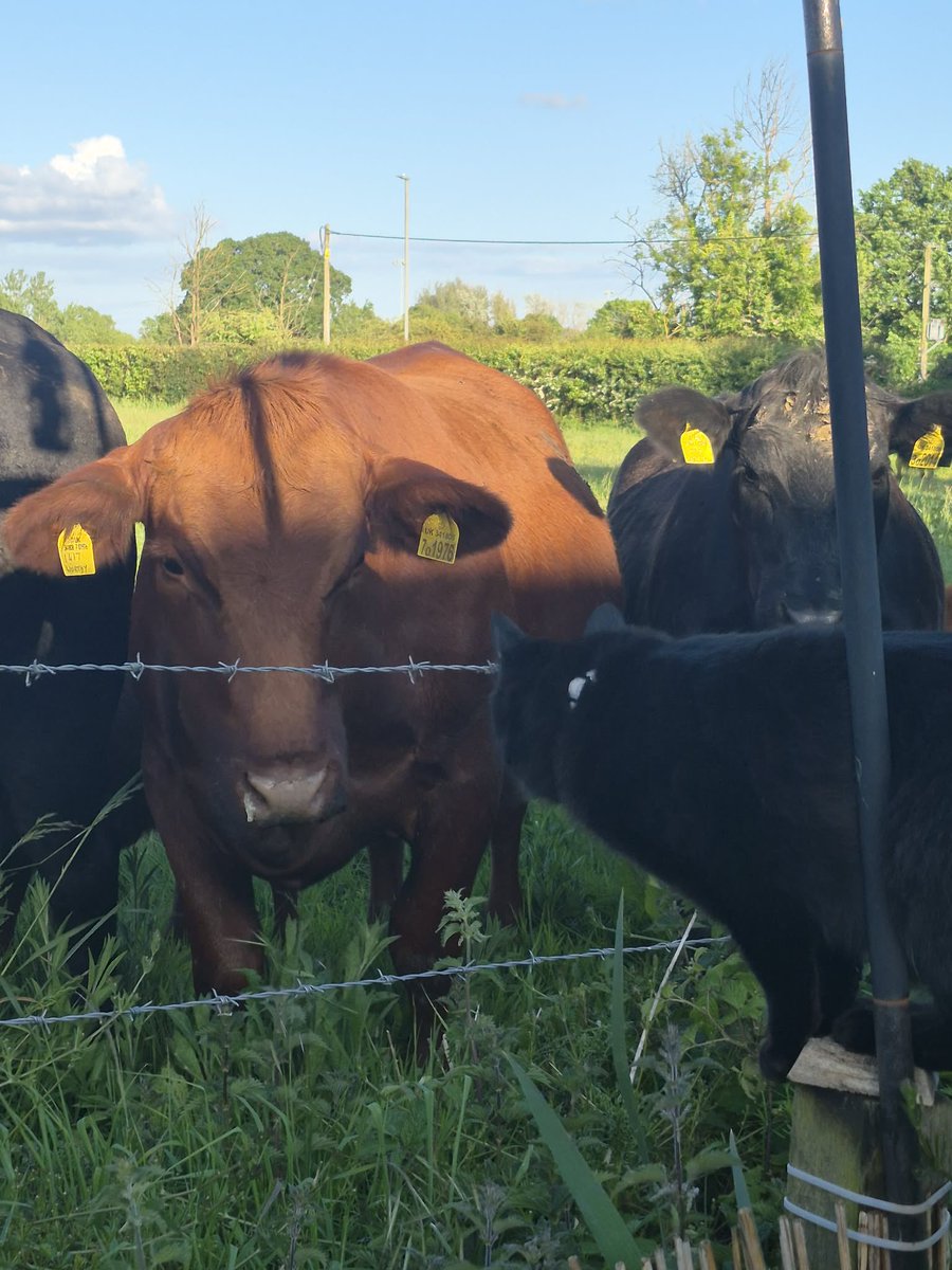 ButchSundanceUK's tweet photo. Our #Brofur Mr Binx lives out in the country and today was seeing off the local cows ๐ heโs quite the guard cat! ๐น #CountryKitty #Hedgewatch #MrBinx https://t.co/qdtoonG8CY