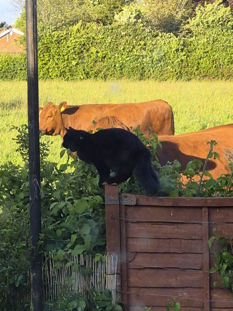 ButchSundanceUK's tweet photo. Our #Brofur Mr Binx lives out in the country and today was seeing off the local cows ๐ heโs quite the guard cat! ๐น #CountryKitty #Hedgewatch #MrBinx https://t.co/qdtoonG8CY