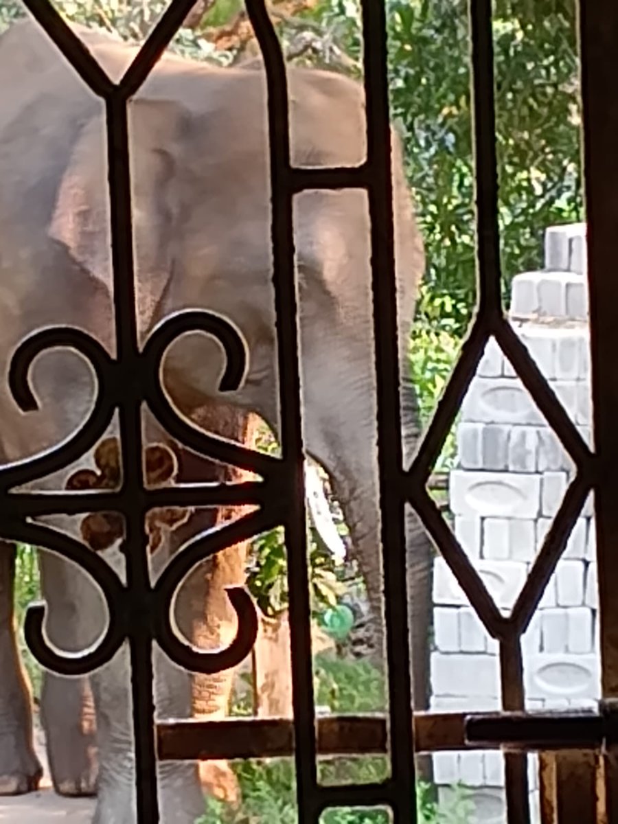 KishorePra90827's tweet photo. ଲୋକଙ୍କ ସରକାରଙ୍କୁ ଅନୁରୋଧ,ବାଲେଶ୍ଵର ଜିଲ୍ଲା ସଦର ବ୍ଲକ ଅନ୍ତର୍ଗତ ପରିଖି ଗ୍ରା.ପ.ର ପନ୍ତା ଗ୍ରାମର ଗ୍ରାମବାସୀ ମାନଙ୍କୁ ହାତୀ ଆକ୍ରମଣରୁ ରକ୍ଷା କରନ୍ତୁ। ଆଜକୁ ବାଆର ଦିନ ହେଲାଣି ହାତୀ ଉପଦ୍ରବରେ ଅନେକ ଘରଦ୍ୱାର ନଷ୍ଟ ହେବା ସହ ଫସଲ ହାନୀ। @CMO_Odisha @ForestDeptt @pccfodisha @blswldivision @dfobls_ofs @DBalasore https://t.co/tBSYFv3RlX
