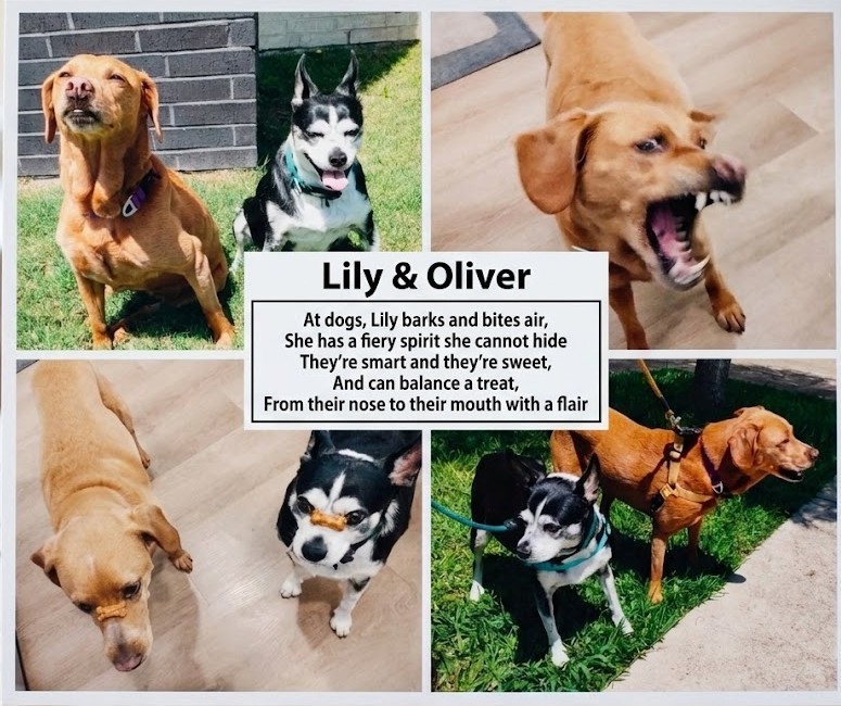2pawsUp_HTX's tweet photo. Lily &amp; Oliver

At dogs, Lily barks and bites air,
While Oliver spins in a scare.
They're smart and they're sweet,
And can balance a treat,
From their nose to their mouth with a flair! https://t.co/ETeJxwPFJn