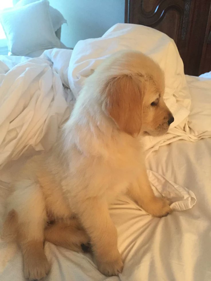 theDogLovers tweet media