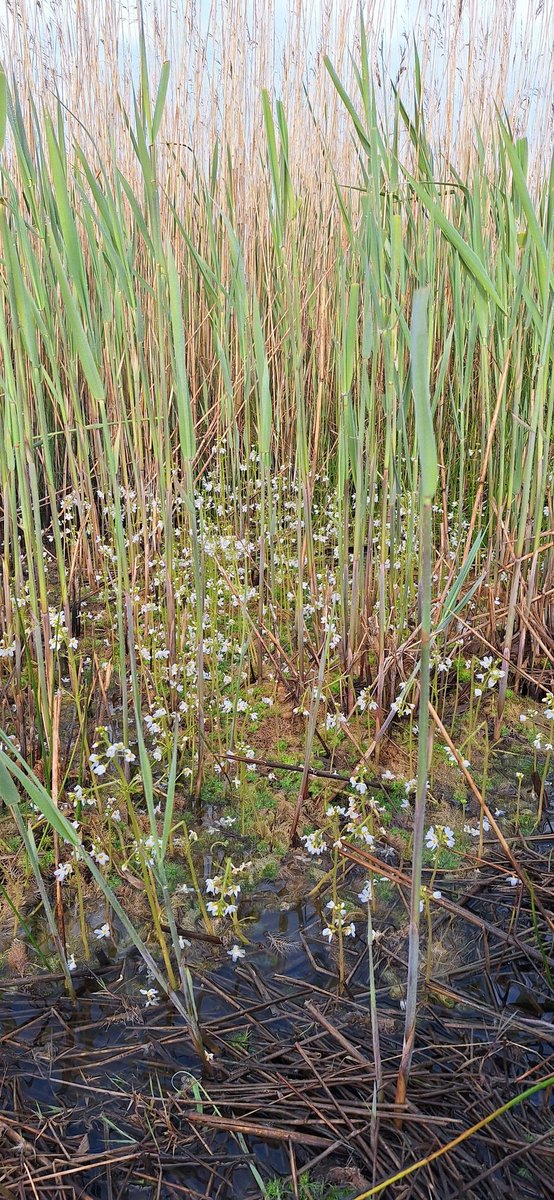 GavinDurrant1's tweet photo. Water Violet growing well in a reed filled turf pond at Carlton marshes https://t.co/uqy5Xa7gnk