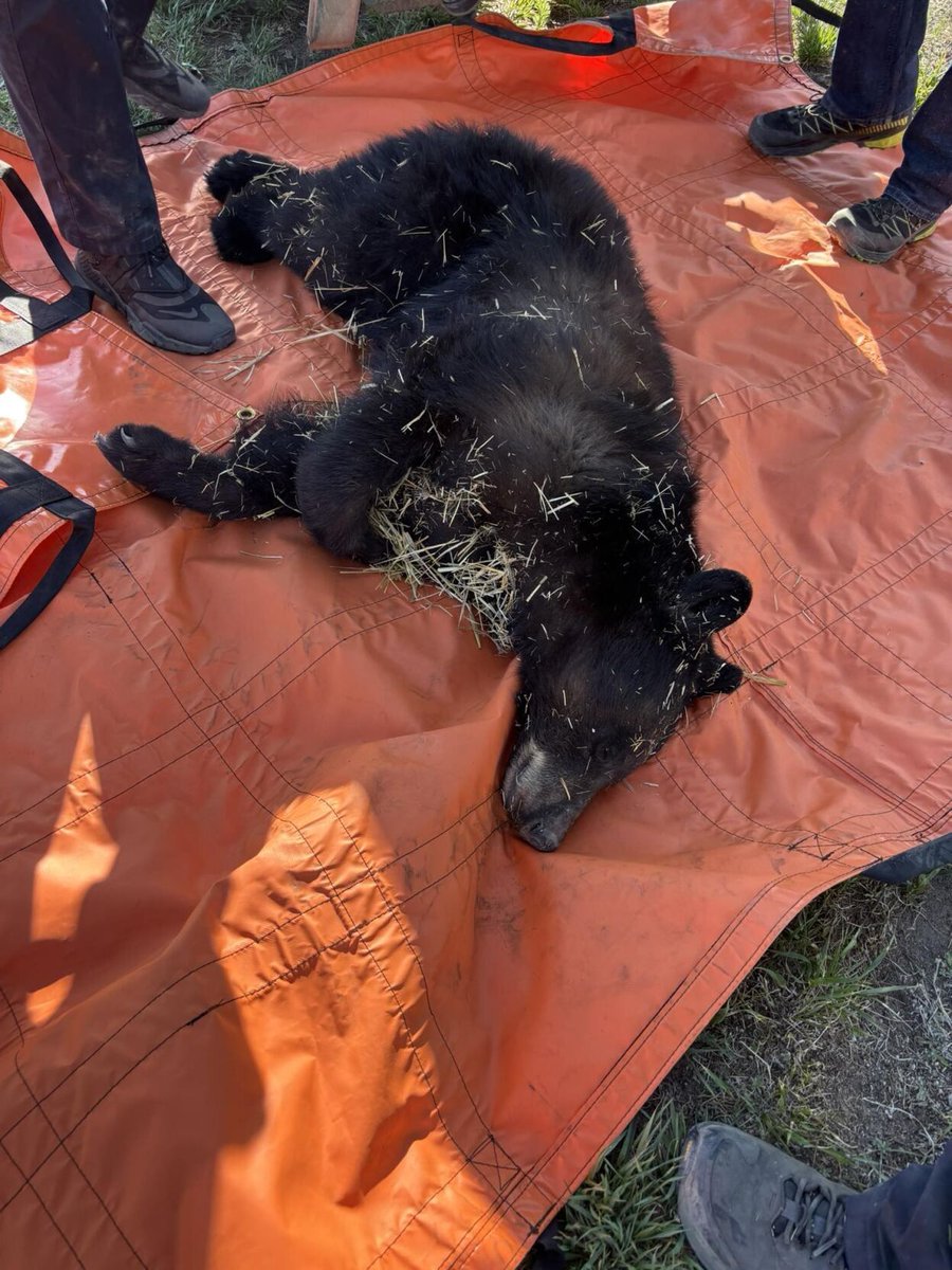 Wyoming Tribune Eagle tweet media