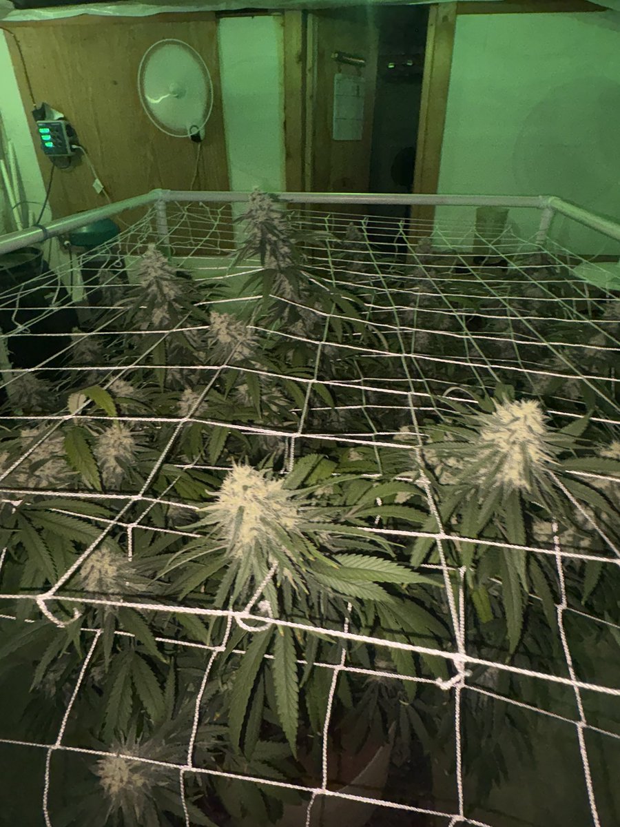 CajunDankMaster's tweet photo. Hurricane Katrina 2.0
My break out strain. She holds her own on her own . And yes she is smoking her ass off.

#HurricaneKatrina2_0 #HurricaneKatrina #Katrina2_0 #CajunStyleGenetics #EliteCajunMagic #StormPack #BayouPressure #BuiltForPressure #DankGenetics #GasPack #PurpleGas #ExoticFlower #TerpHunter #CraftCannabis #SwampFire #MDFamily #CajunDankMaster #FrostMonster #RealDealSmoke #BestThangSmoking