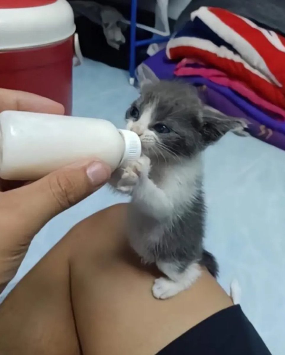 The Pets 𝕏 tweet media
