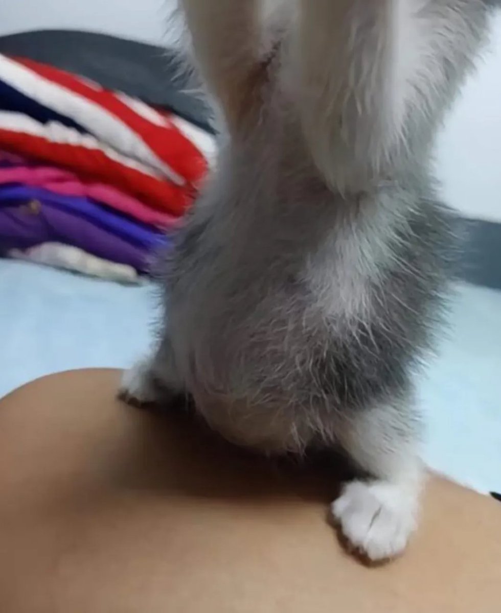 The Pets 𝕏 tweet media