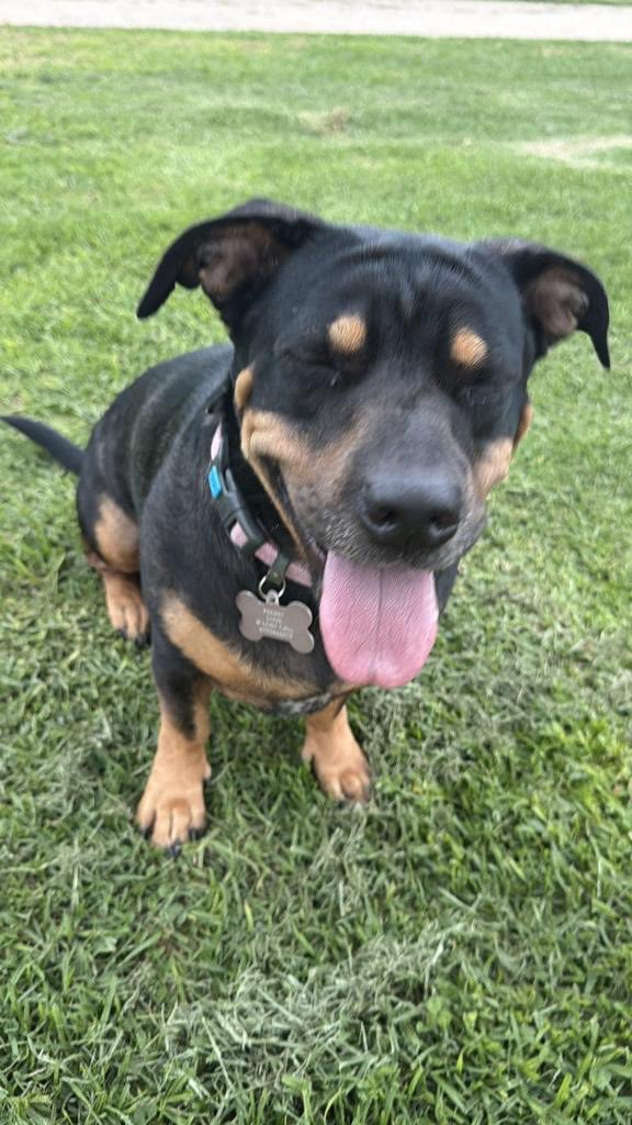 themarsguy001's tweet photo. @okx $PNNY by @DunceFunds.
13.9% locked. Dev burned 1%.f π₯π₯
Tuesdays were made for trading something that actually matters. Penelope.
A dog who doesn't have many Tuesdays left.
That's the trade.
CA:Ck26T7siABb9vUQXC1J83k4fBtrDpSP5qo8sXdP6pump #SavePenelope https://t.co/QcT1r6AciJ