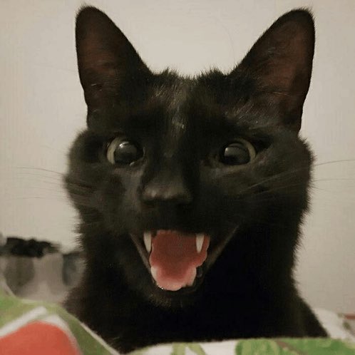 Wistful_Apothic 🐈⬛🧪 tweet media