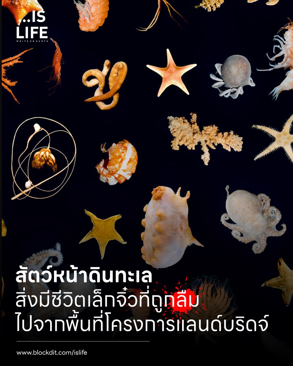มูลนิธิสืบนาคะเสถียร tweet media