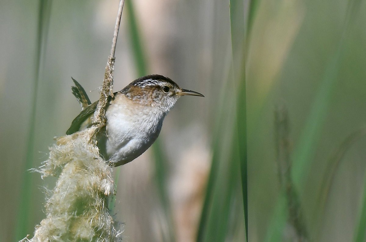 jen520z4's tweet photo. Little Wren in a swamp https://t.co/QotcfHjLVf