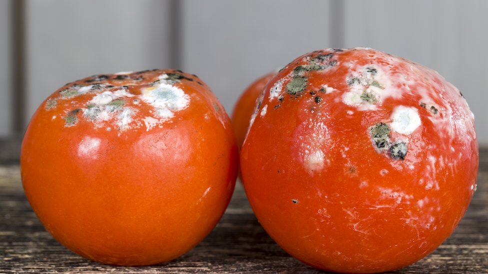To protect yourself from Liver Cancer

Cut Alcohol totally- Alcohol>> liver cancer 

Get your Hepatitis B vaccine. Hep B >>> Liver Cancer.

Avoid Taking Mouldy groundnut, Mouldy tomatoes ( Ata Esha). (See pic)
Aflatoxin>> Liver Cancer

Cut smoking. Smoking >>> Liver cancer