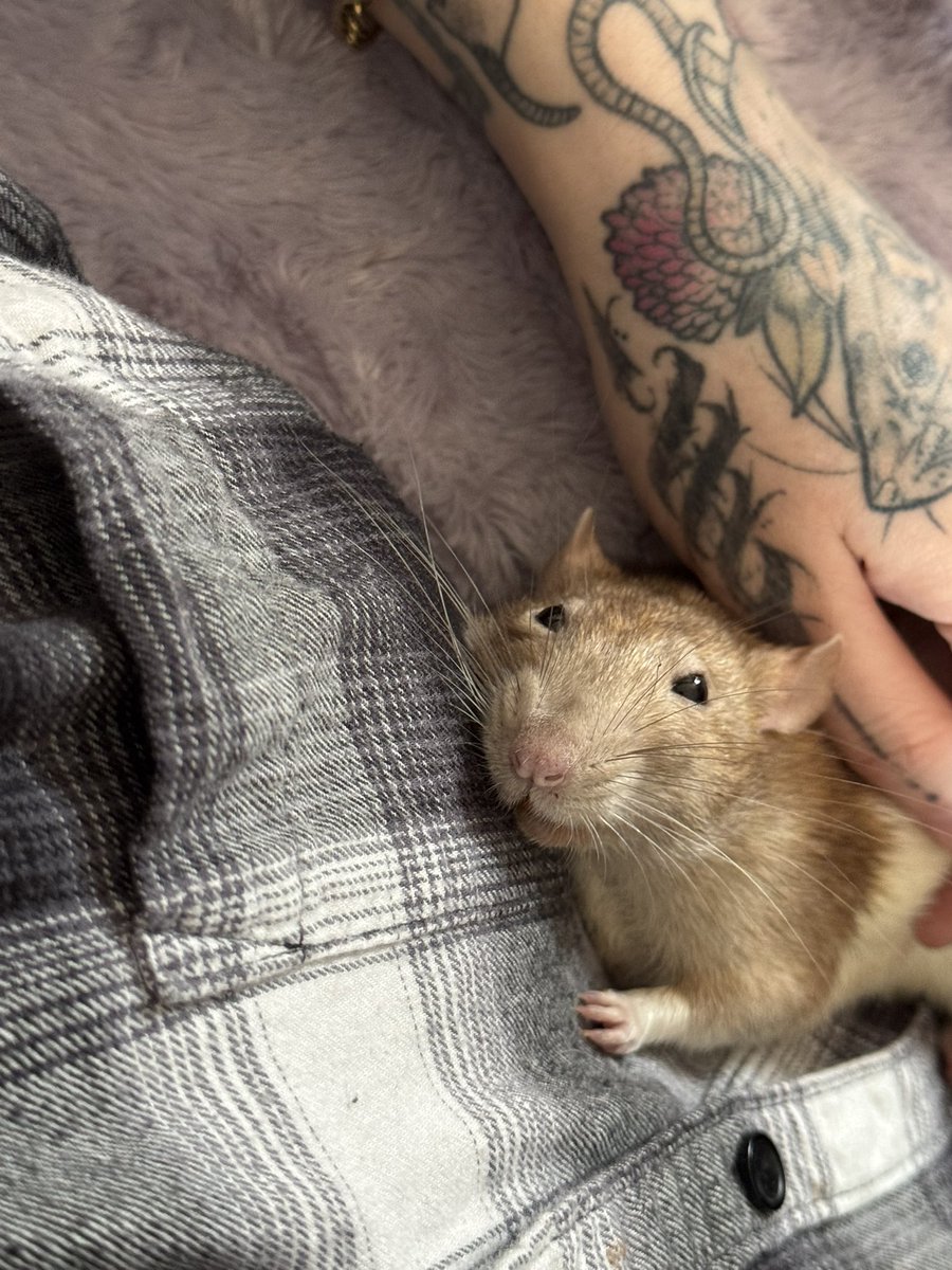 a bunch of rats✨ tweet media