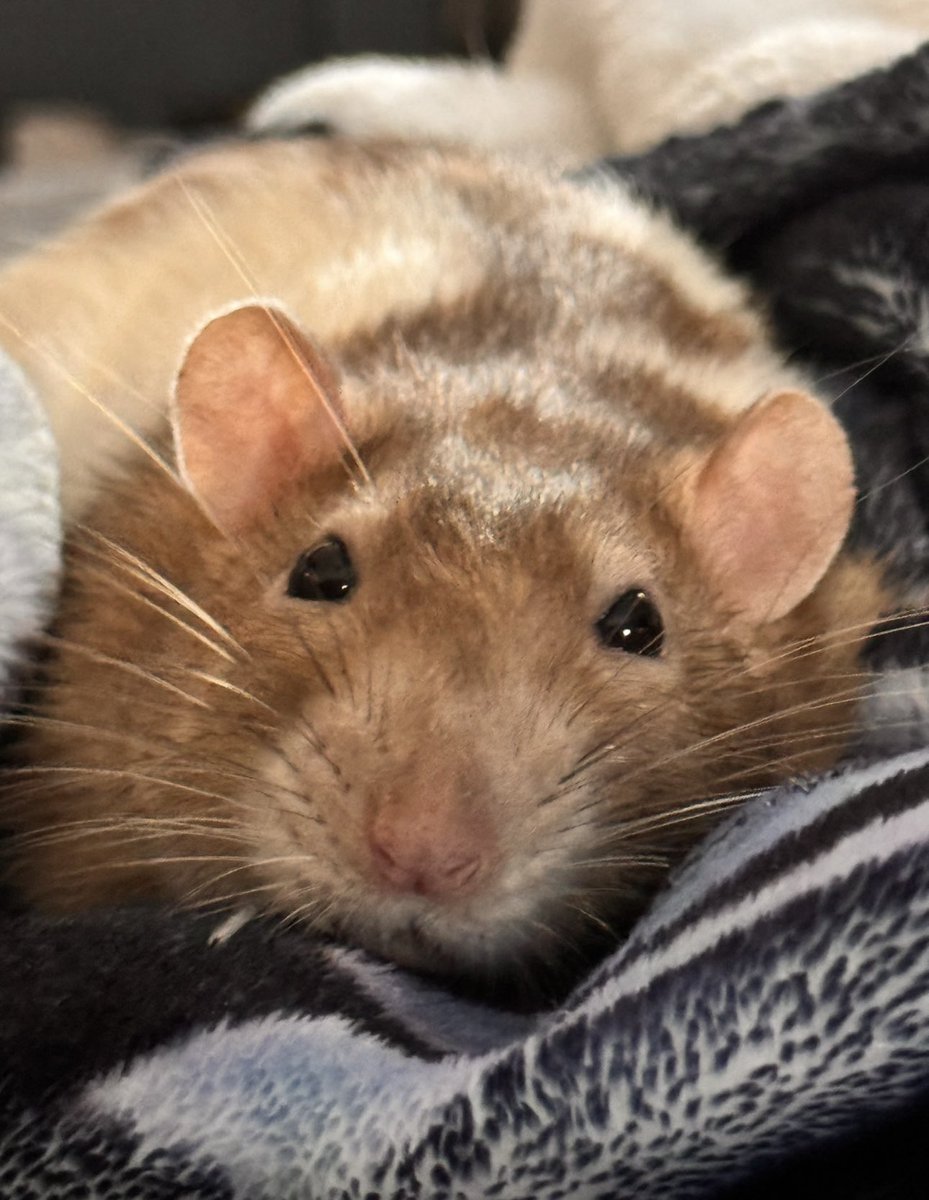 a bunch of rats✨ tweet media