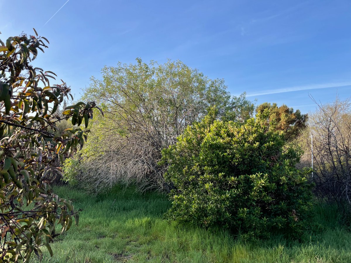 CSUBNSME's tweet photo. Bio profs Drs. Jacobsen and Pratt published an article with some help from two of their undergrad courses! The article — published in Plants, People, Planet — draws on data collected by two classes. 
https://t.co/QOI3RsjIBK https://t.co/meeUJStagl