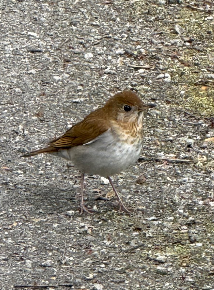 Lisa tweet media
