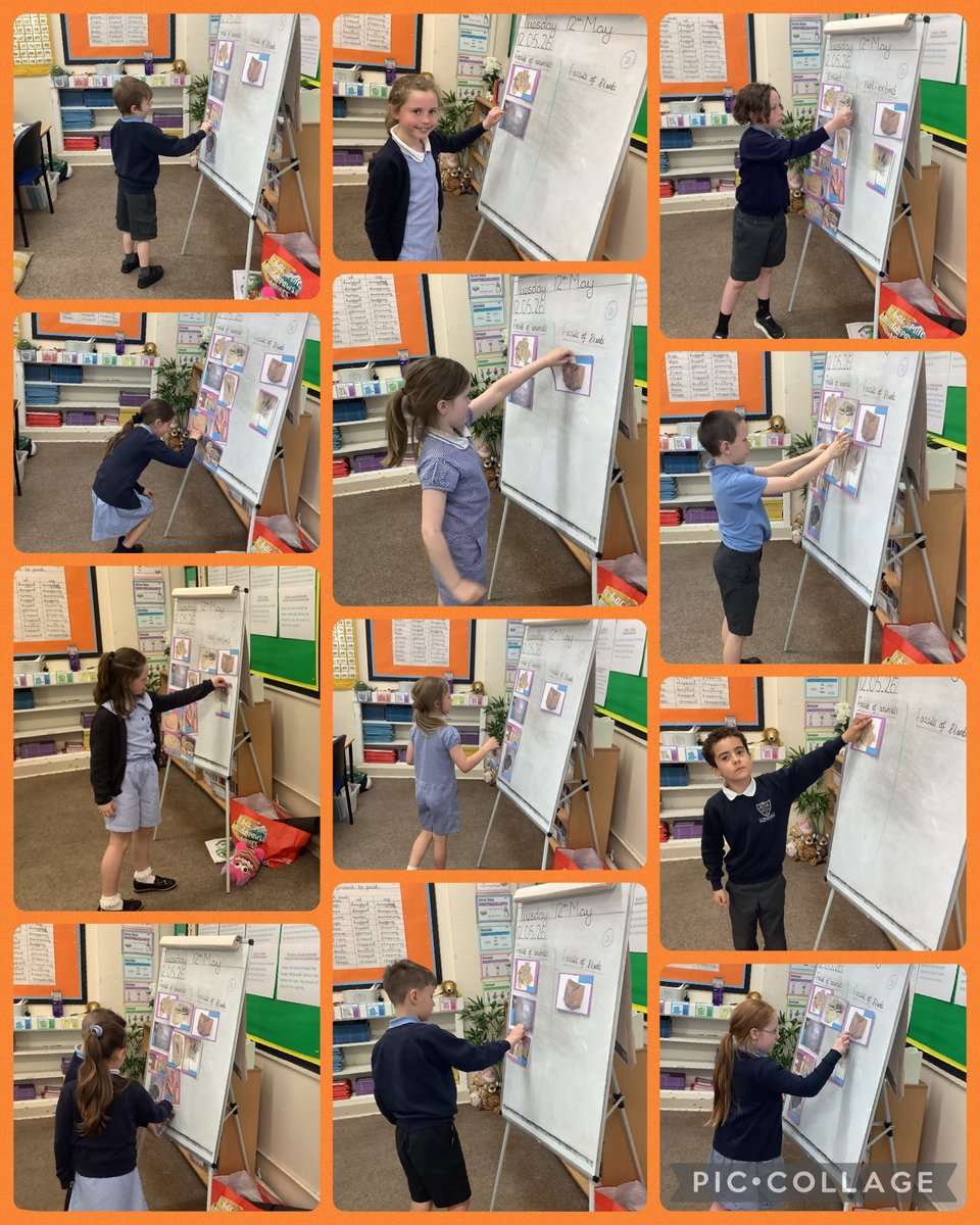 MrsDaSilva_OLOL's tweet photo. In Science, we have been learning about how fossils form and how to identify fossilised remains of animals and plants. The children are sorting fossils based on whether they are animals or plants and whether they are extinct or not. #makeadifference #ScienceOLOL @ololprimary_HT https://t.co/956qc5ImPO