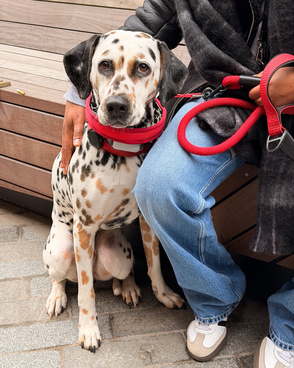thedogist's tweet photo. Dice, Dalmatian, Anchorage Place, Brooklyn, NY • ”He’s a tri-colored Dalmatian. He’s been getting a lot of attention here. He’s not too friendly, so you might not want to get too close.” https://t.co/yuKdr9AIZw