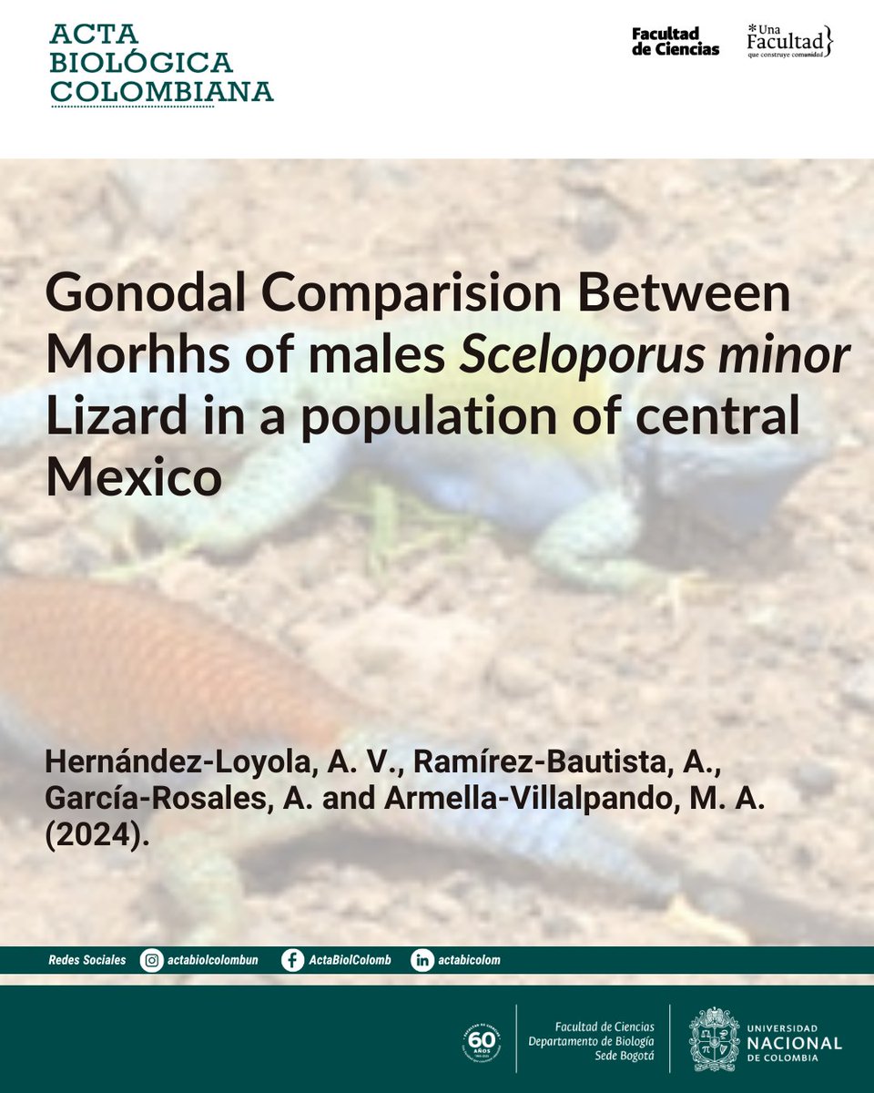 RevistaABC's tweet photo. The results indicate that there were no significant differences in testicle volume or weight between the morphs over the years analyzed. Similarly, no significant differences were observed in liver or fat body weight. https://t.co/5K6QC8ka5g
#fecundity #polymorphism #squamata https://t.co/LoaSIOIE4g