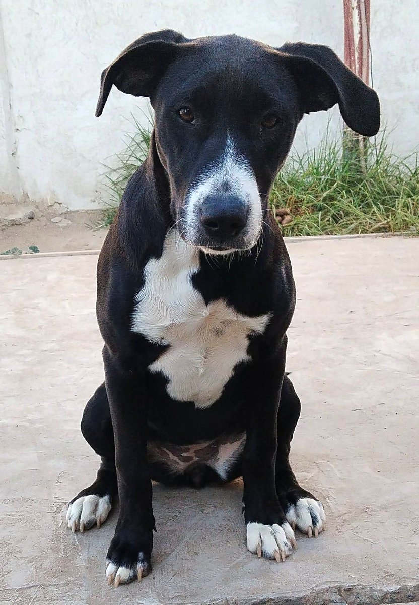 eltuitdemarsh's tweet photo. Esta perrita llegó al sector de El sauce, a la altura del Camping Girasoles en Coquimbo. Imaginan puede estar perdida porque se ve bien cuidada y es muy dulce y dócil. Favor RT por si su familia la está buscando u otra desea darle un hogar!
#Coquimbo https://t.co/WqBkZfLoGB