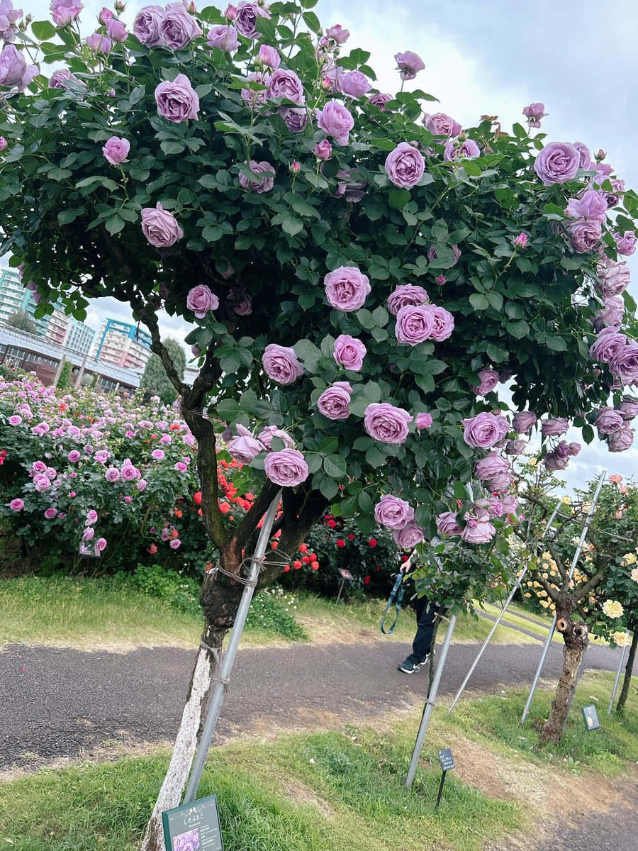 紫色っぽい薔薇だったのよ

きれいね

(๑•̀ᴗ•́) < ｷﾚｰｲﾈ✨
