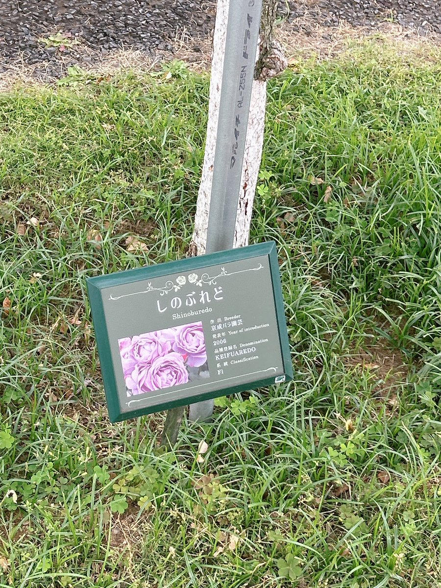 しのぶちゃんだった