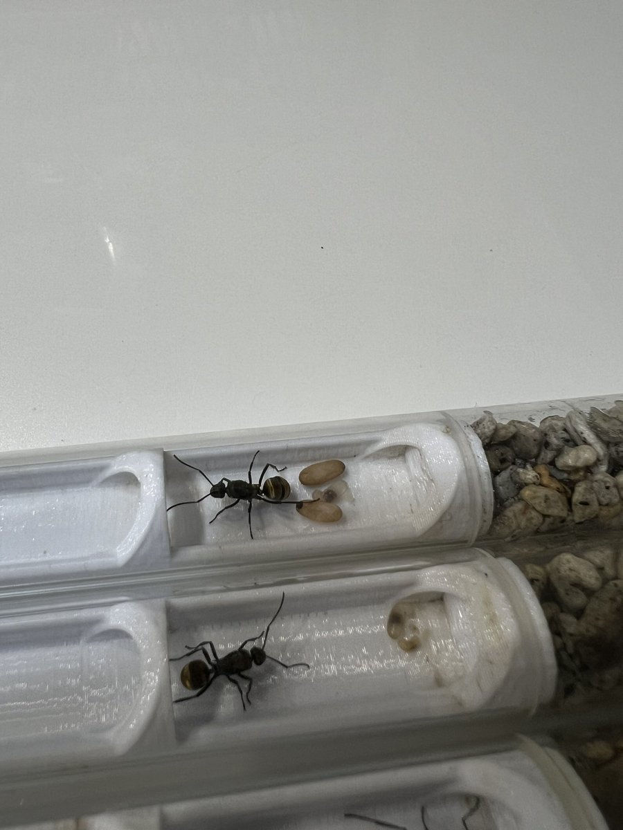 hunt_insect's tweet photo. 弊社で販売中のアモントゲアリ女王は繭や幼虫が育っています。今の機会に是非！

https://t.co/EewFR7163r https://t.co/0uQ3YMrYMH