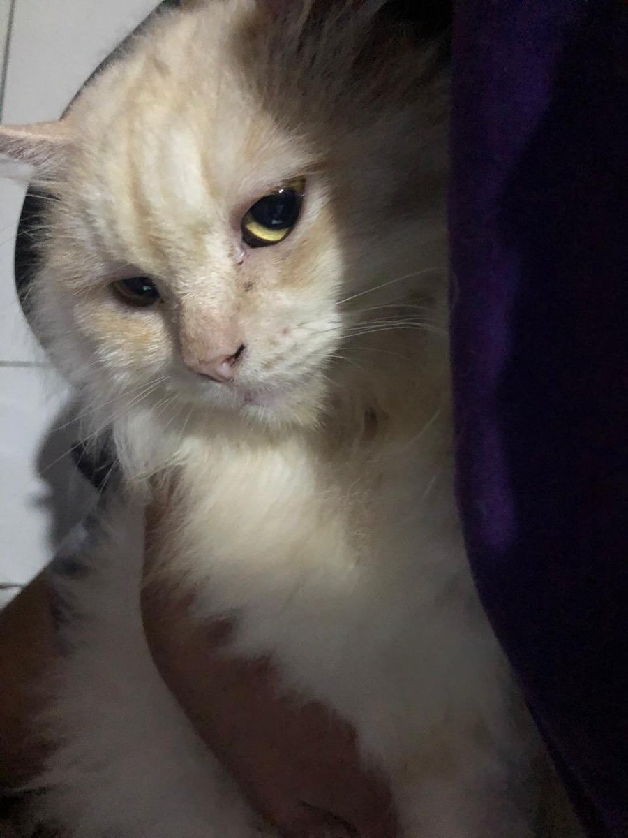 gentasdw's tweet photo. beneran sesedih itu yaaa kehilangan kucing kesayangan🥺🥺, rest in peace big boy 🫶🏻😇 9tahun bukan waktu yg sebentar😔😔 https://t.co/g4IGbT8nbJ