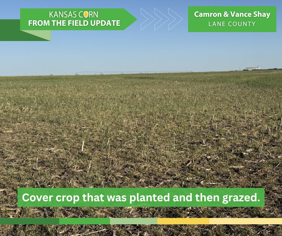 Kansas Corn tweet media