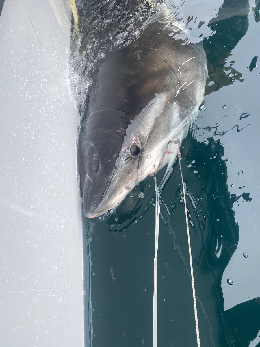 OCEARCH tweet media