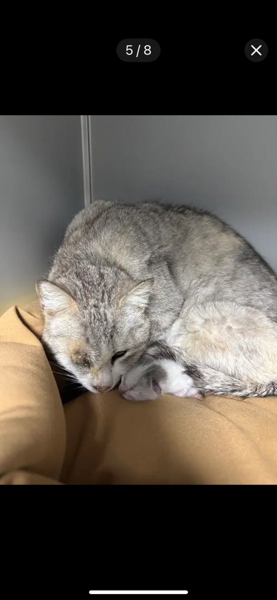 M E S T A N 🐈 (Catlover) tweet media