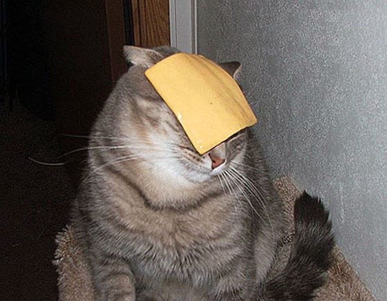 EDeSheles's tweet photo. Gotta do the cheese one! https://t.co/TTPZHRaxxW