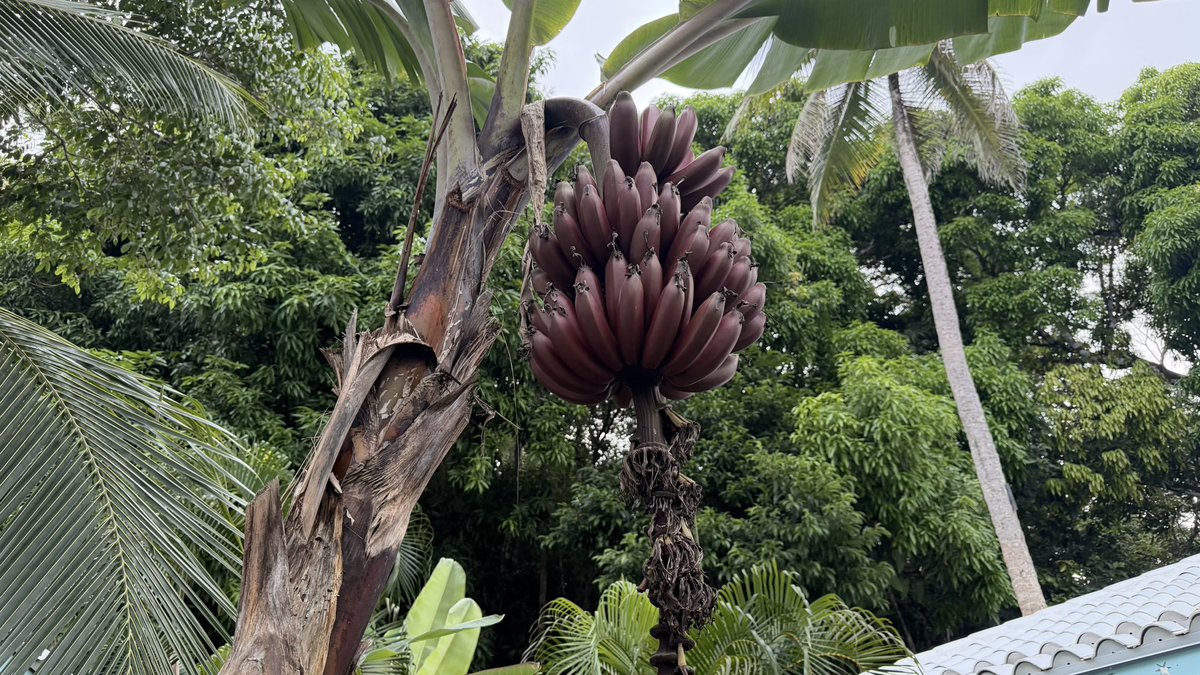 LabdiOfficial's tweet photo. Post cards from Panama 🇵🇦. https://t.co/efgcXgjdnC