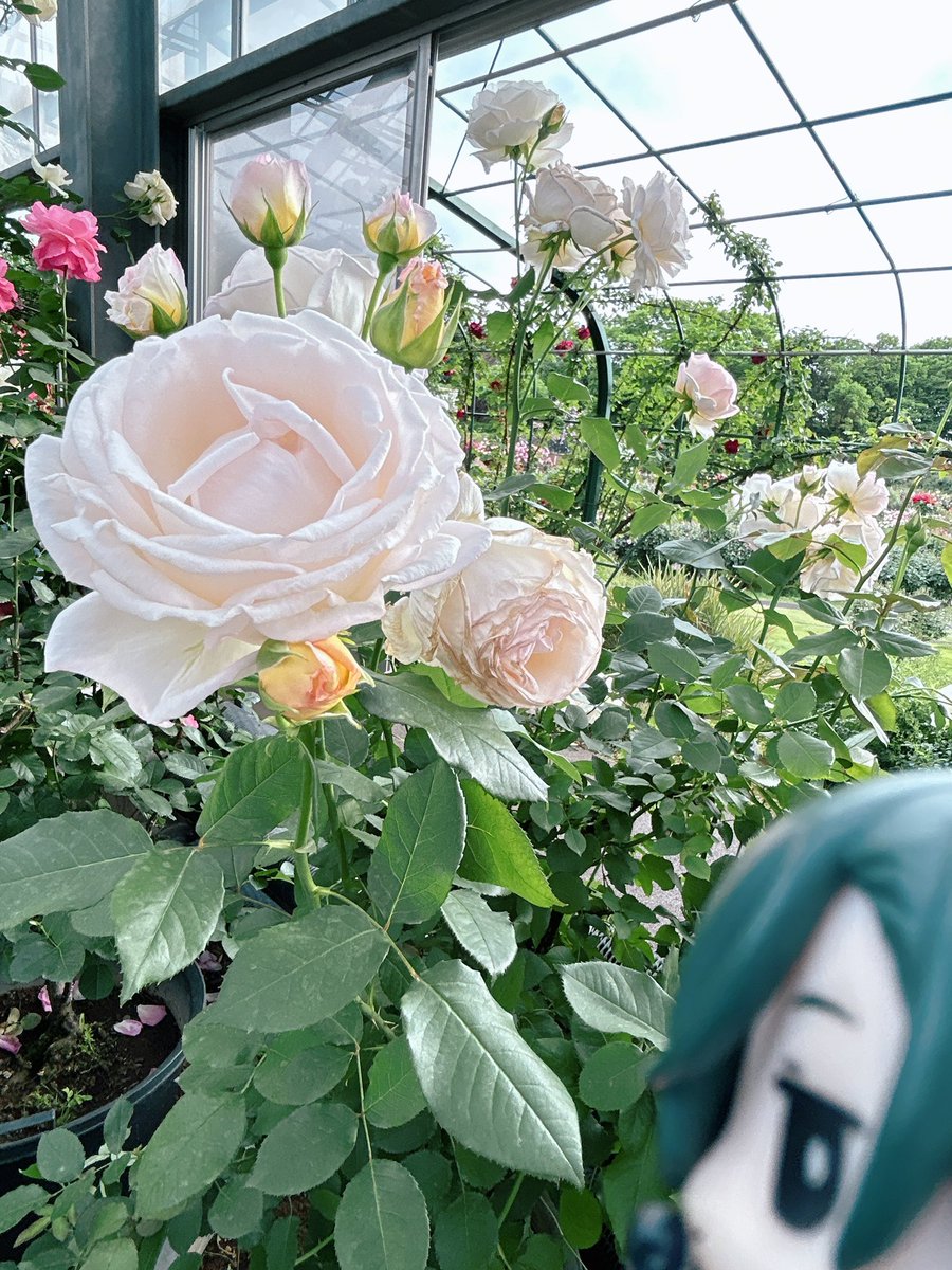 (๑•̀-•́)👉 < ｵｯｷｨ  ﾎﾟﾃｴﾁｬﾝ