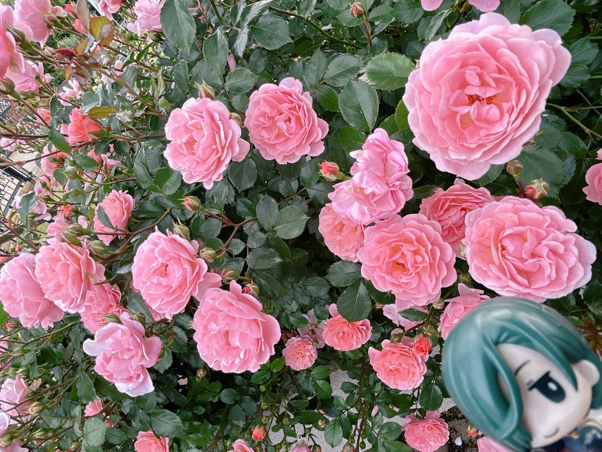 ぷち江、キリッとしていてかっこいい✨