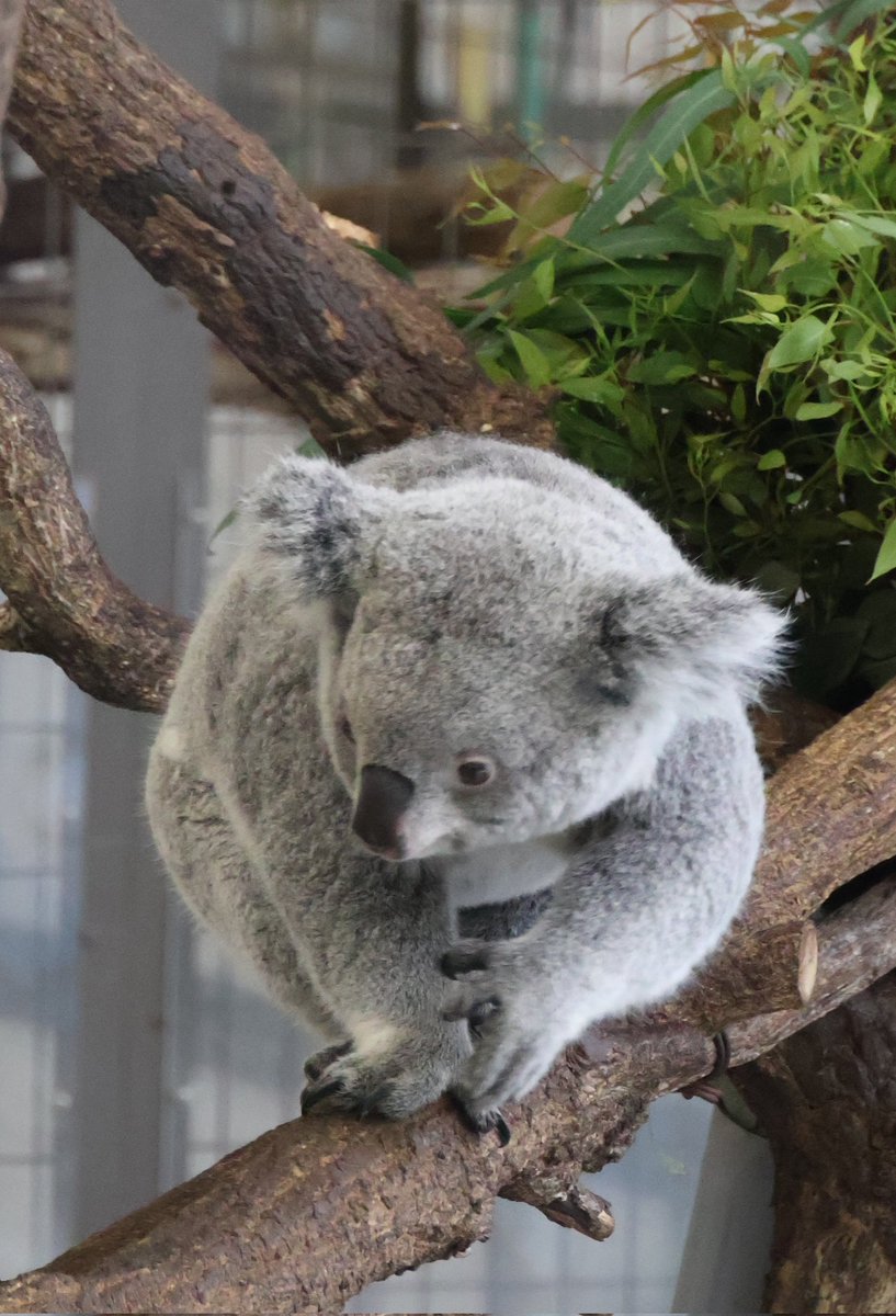 あずちゃんでおやすみなさい🐨🌒 📷2026.4.21 #多摩動物公園 #コアラ
