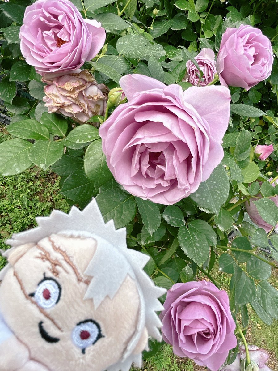 写真だと分かりづらいけど、これも紫がかってたのよ

紫っぽい薔薇、たくさんあってよかった✨