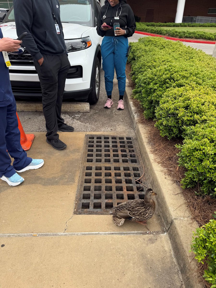 MethodistHlth's tweet photo. At Methodist University Hospital, ED staff and Facilities Services teamed up to rescue 10 baby ducks stuck in a drain, reuniting them with their mama duck. https://t.co/X4CDHp6Vtf