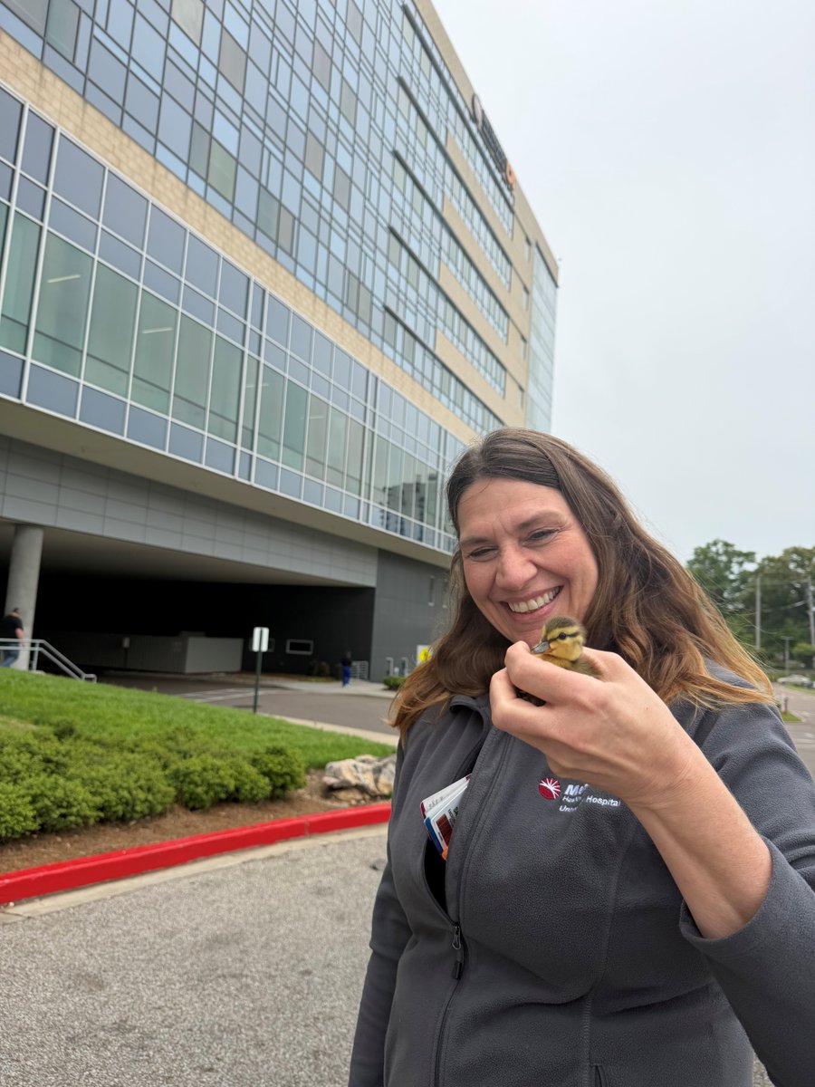 MethodistHlth's tweet photo. At Methodist University Hospital, ED staff and Facilities Services teamed up to rescue 10 baby ducks stuck in a drain, reuniting them with their mama duck. https://t.co/X4CDHp6Vtf