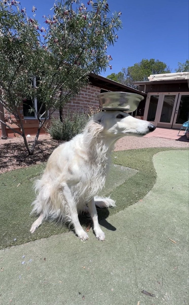 Esper Borzoi tweet media