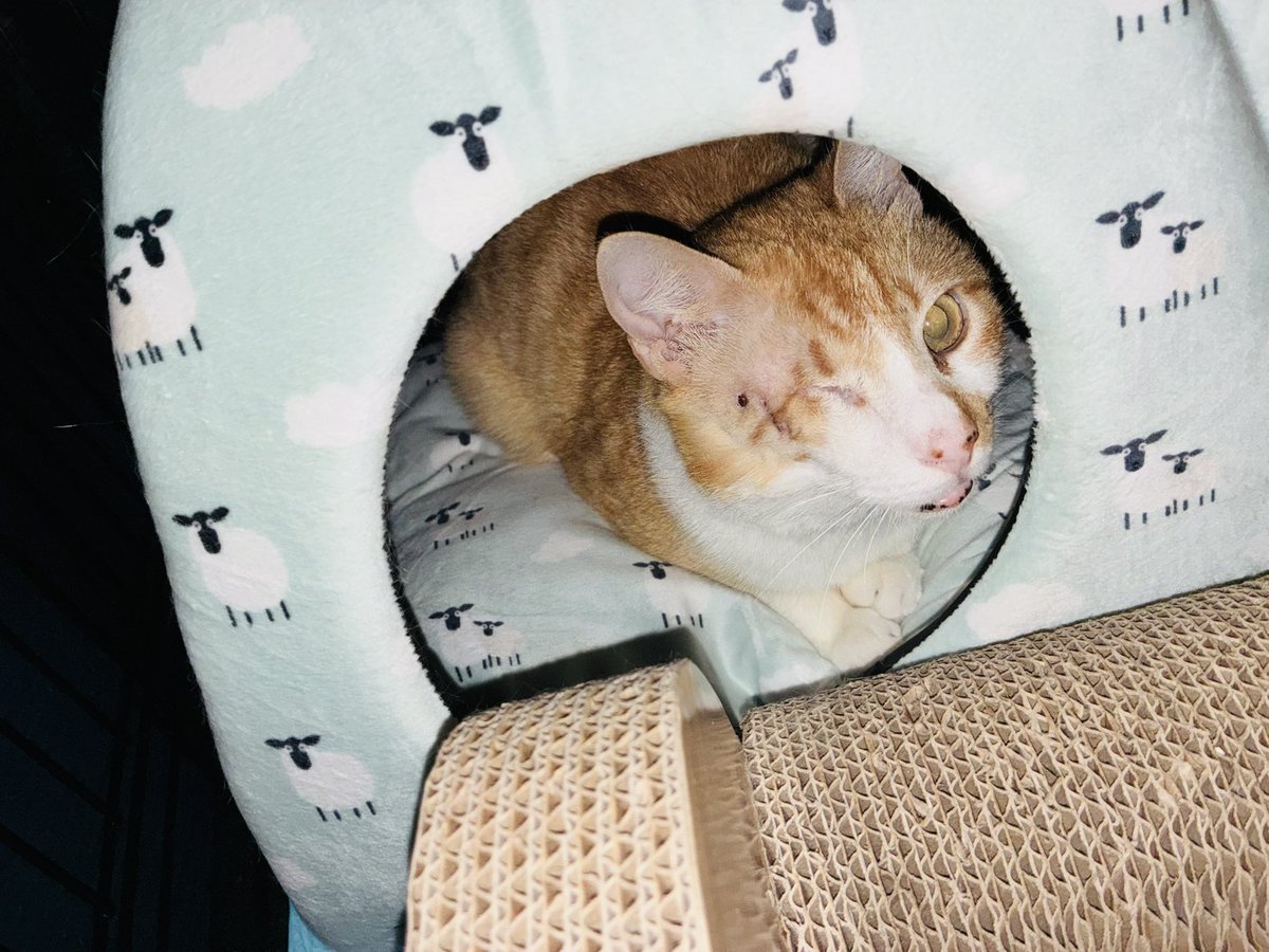 Asociación Felina de Romangordo tweet media