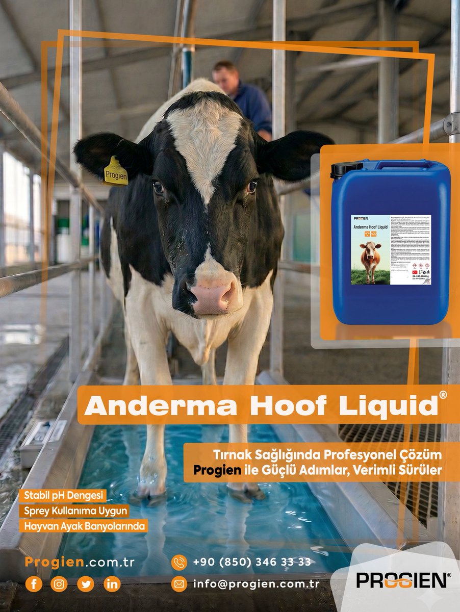 progientr's tweet photo. SÜRÜNÜZ YERE SAĞLAM BASSIN! 👣🥛
Sürünüzün refahı tırnaktan başlar. Anderma Hoof Liquid, tırnak sağlığında biyogüvenlik standartlarını yeniden belirliyor.
Topallığı bir kader olmaktan çıkarın, işletmenizin süt verimini ve yem tüketimini stabilize edin.
#Progien #TırnakSağlığı https://t.co/KXViNnLOmo