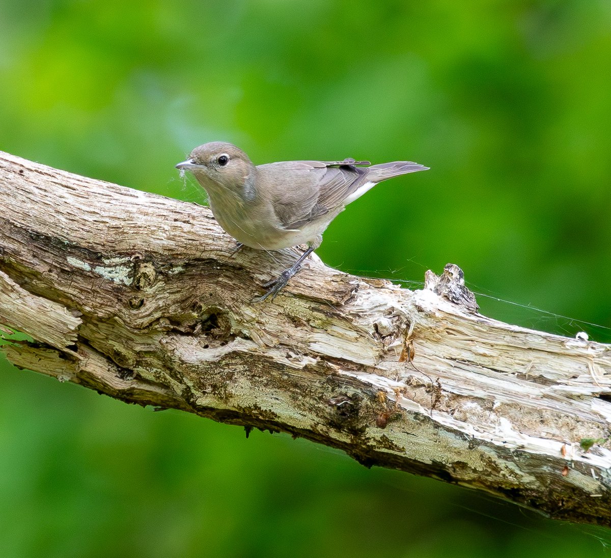 Rob_Mule's tweet photo. Garden Warbler gathering spider web for nesting material. 
Ruislip woods. 12-5-26 https://t.co/WRHgnoQFGc