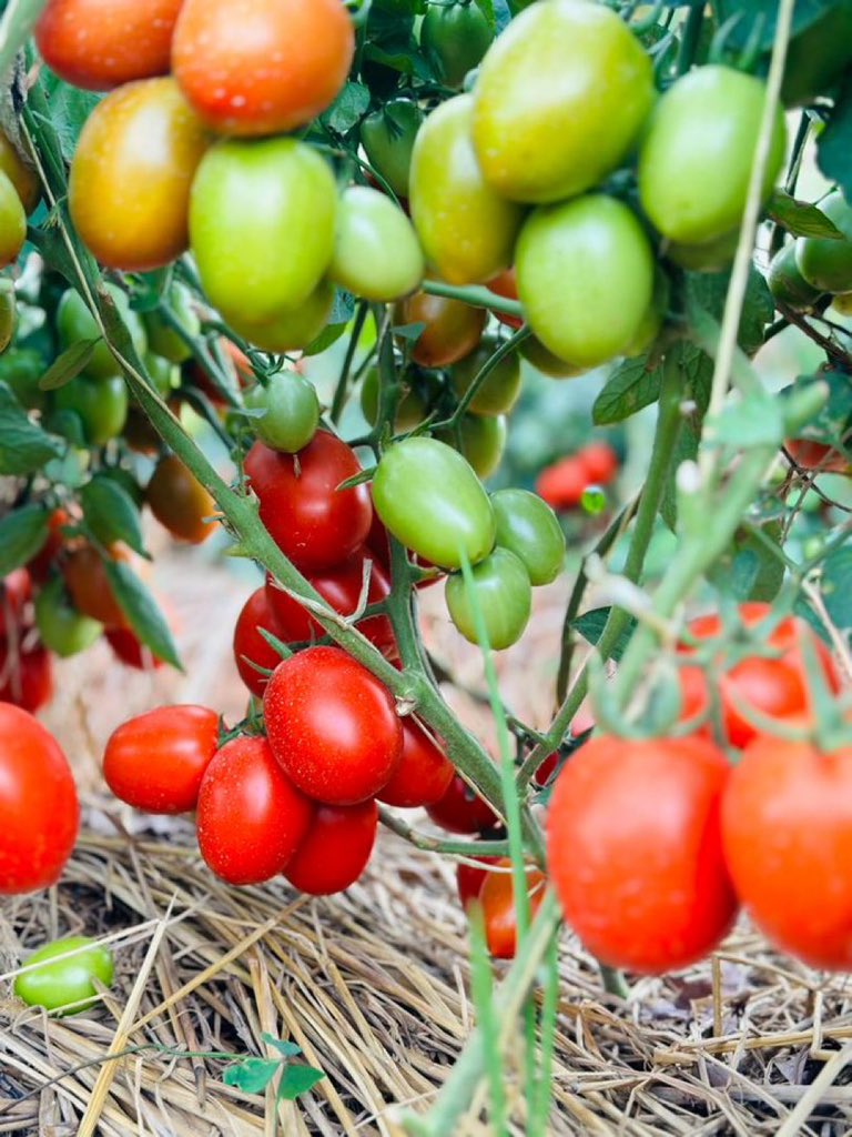 Agronomme_'s tweet photo. Conservation agriculture https://t.co/WJdnHp0Acf