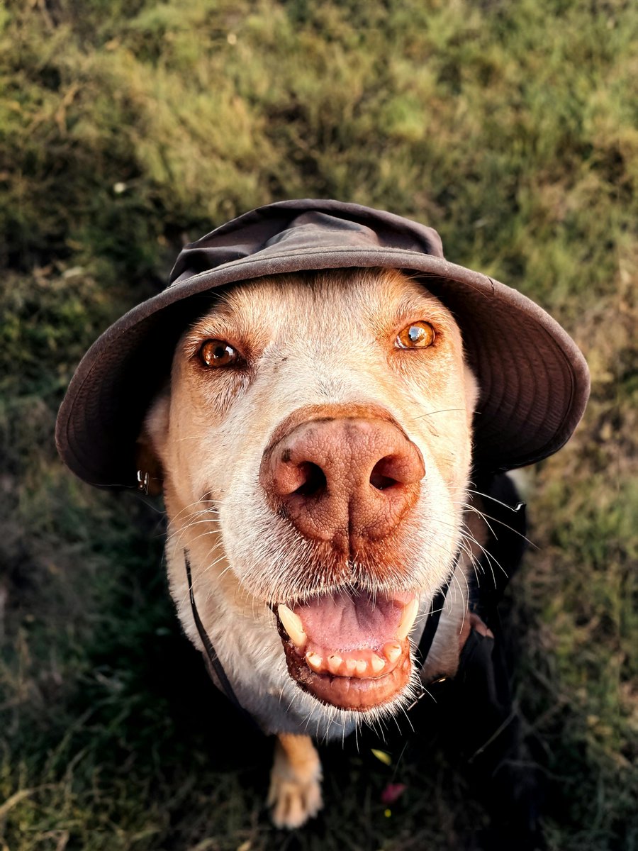 DewelPro's tweet photo. Dogs explore everything. DEWEL helps protect them along the way. 🌲🐾
#dog #dogs #dogcare #DogCommunity #fleas #ticks #dogcollar #dewelpro https://t.co/jHf5vjEkOk