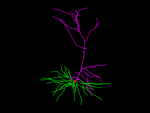 NeuroMorphoOrg's tweet photo. New agile release of https://t.co/xq9slALVmX available, v8.6.118, including 17 novel reconstructions in the Lambe archive. https://t.co/MI6OA2Xfox https://t.co/KcBULnyUUr