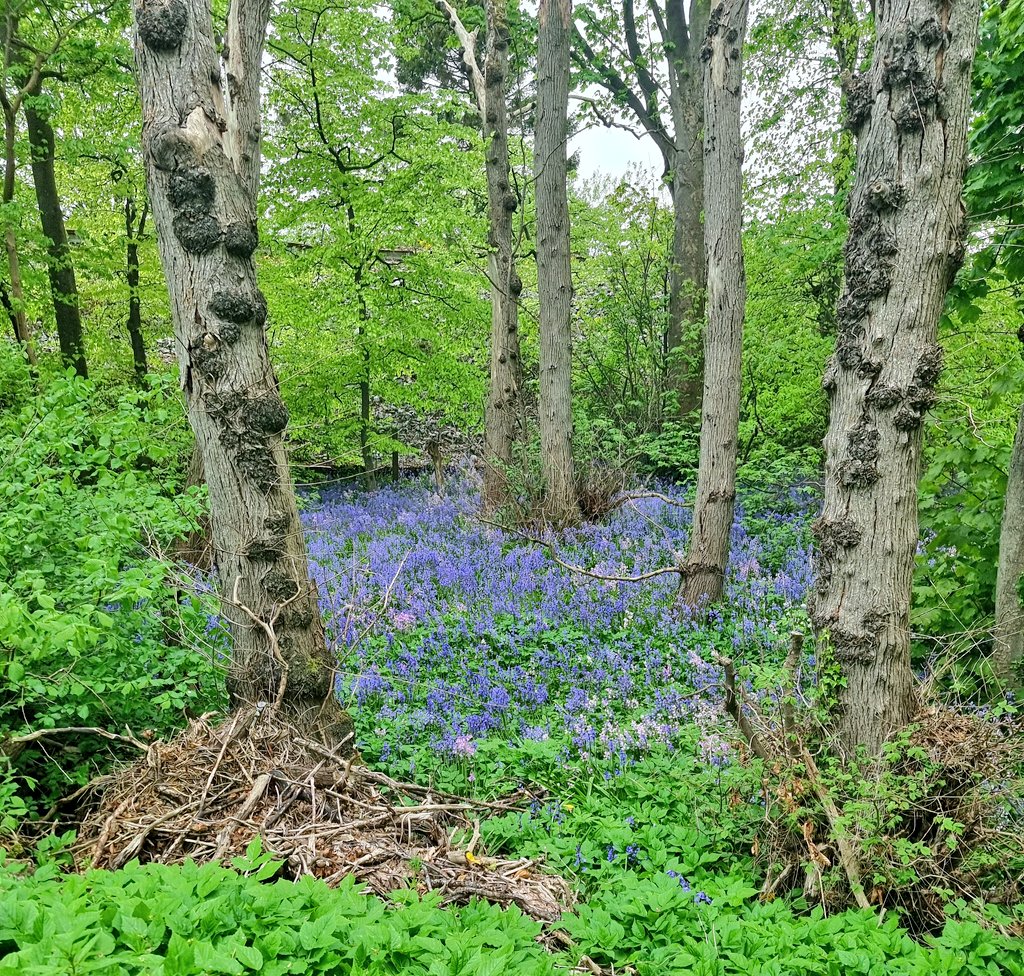 Naturevolve's tweet photo. Bluebells often signify old woodland 🌳🌲💠. #Trees and preserved green spaces are not just valuable for the environment. They enhance the community. https://t.co/AhblmvmvNK