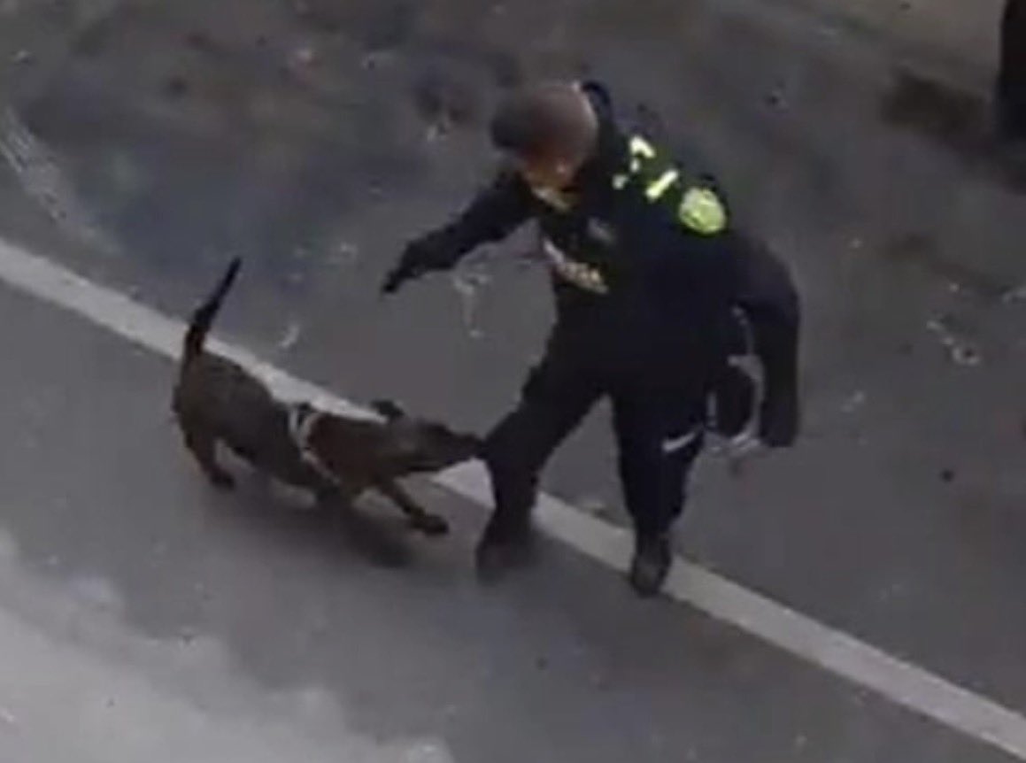 Mató al perrito, Pero ve un hpta vándalo acabando con todo, un ladrón atracando y ahí sí no hace nada. El policia petrista si existe.