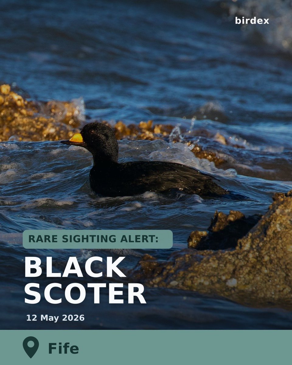 birdex_app's tweet photo. 🚨Rare Bird Alert: Black Scoter
📍Location: Kirkaldy Esplanade., Fife, Scotland
📅 Date: 12 May 2026
Download Birdex to find rare birds near you https://t.co/ReBZgnUZT8