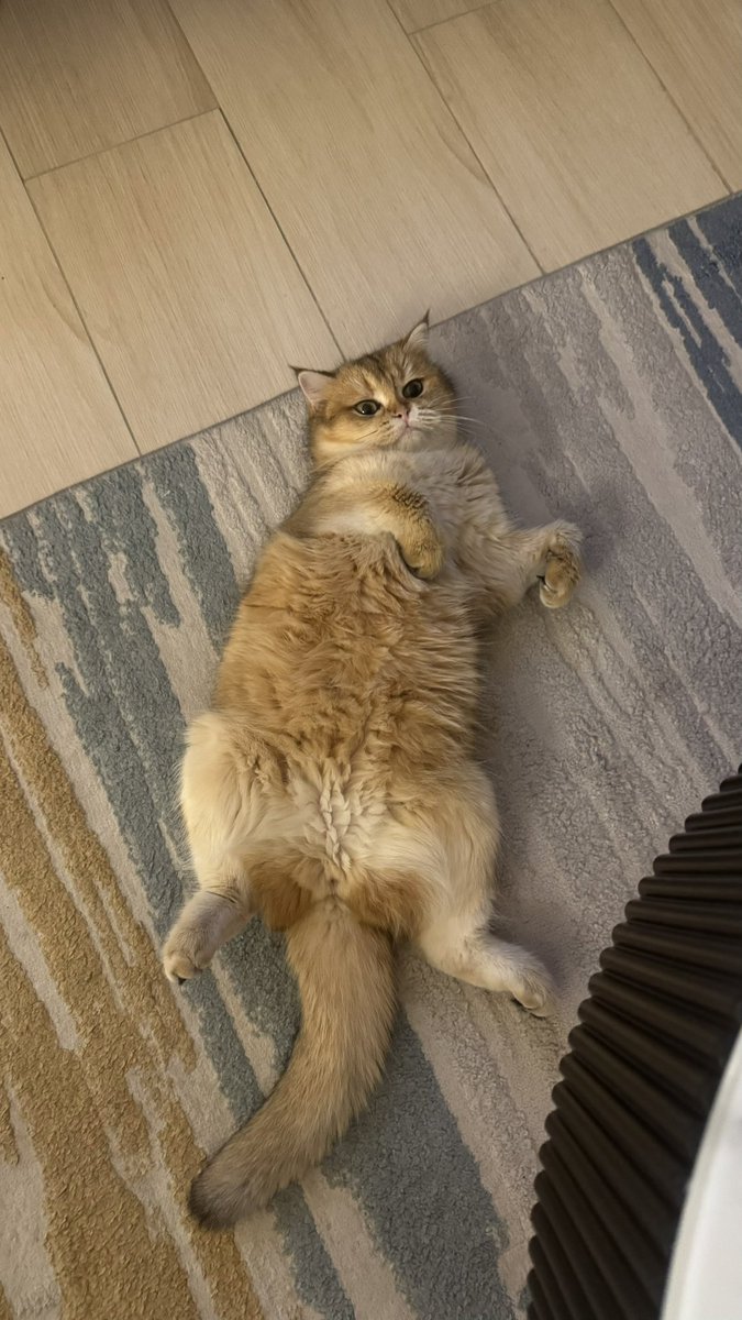 YourFavPersian tweet media