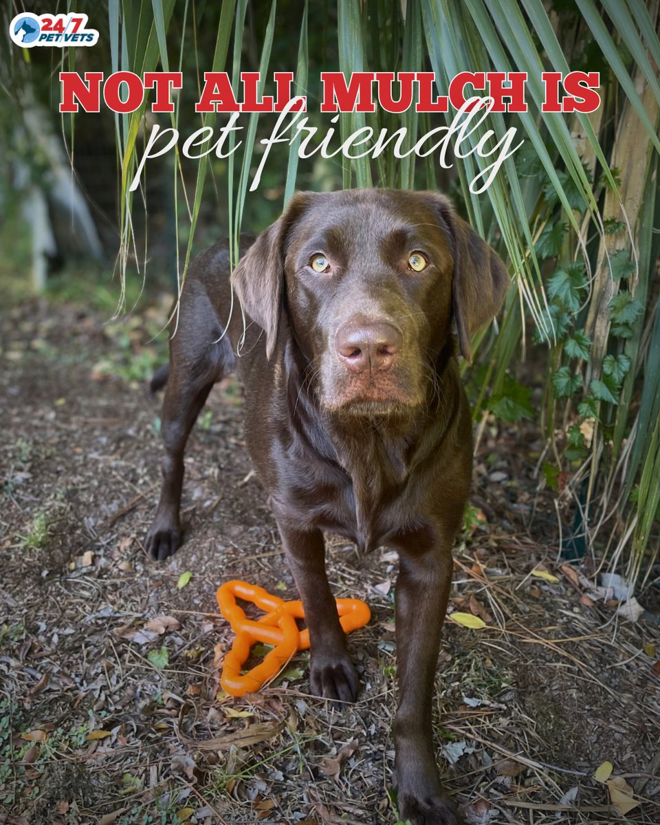 247PetVets's tweet photo. Cocoa mulch smells like chocolate to dogs 🍫🐶 — and that makes it dangerous. If ingested, it can cause vomiting, tremors, seizures, and even life-threatening toxicity. Safer choices include pine, cedar, or hemlock mulch, and always supervise curious chewers in the yard. https://t.co/xfKFupzwtw